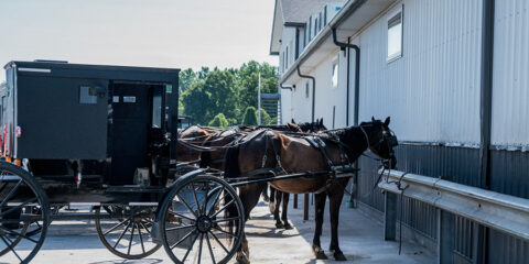 The ol' horse and buggy.